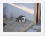 02_Cats of Erofili * 2560 x 1920 * (1.15MB)